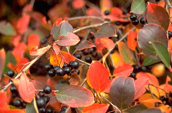 хранить и использовать аронию