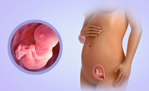 14_nedelia_beremennosti