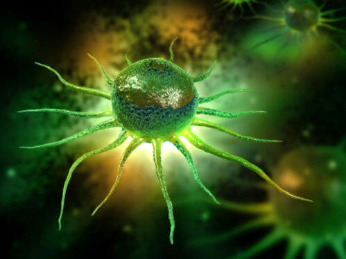 Клетки миокарда