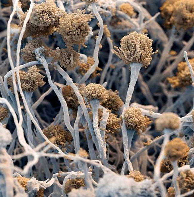 Распространение грибка