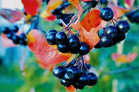 Черноплодная рябина