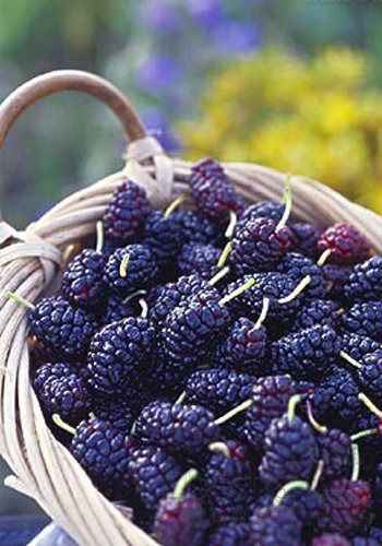 Польза шелковицы