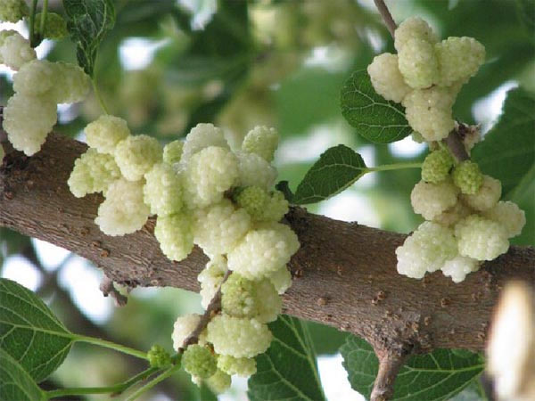 Свойства и состав