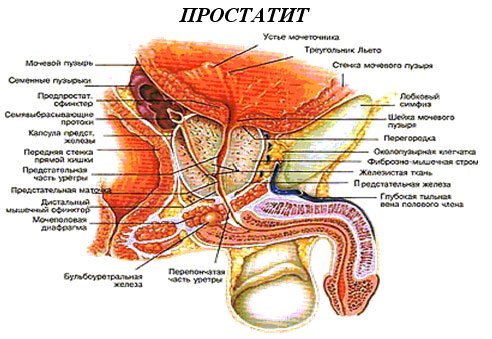 82365-hlamidii-v-prostate-kurs-lecheniya