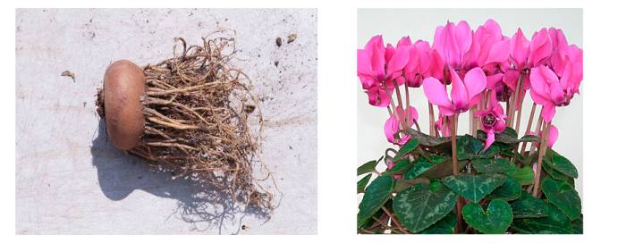 Цикламен против гайморита