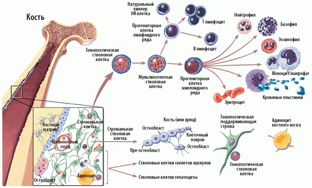 Гемопоэтические клеточные элементы