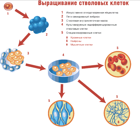 Применение стволовых клеток в медицине