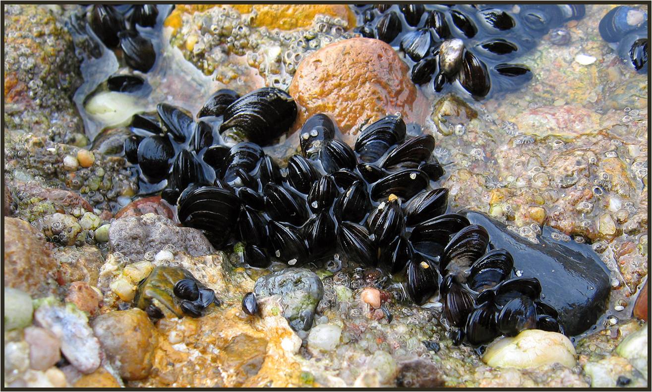 Mussels