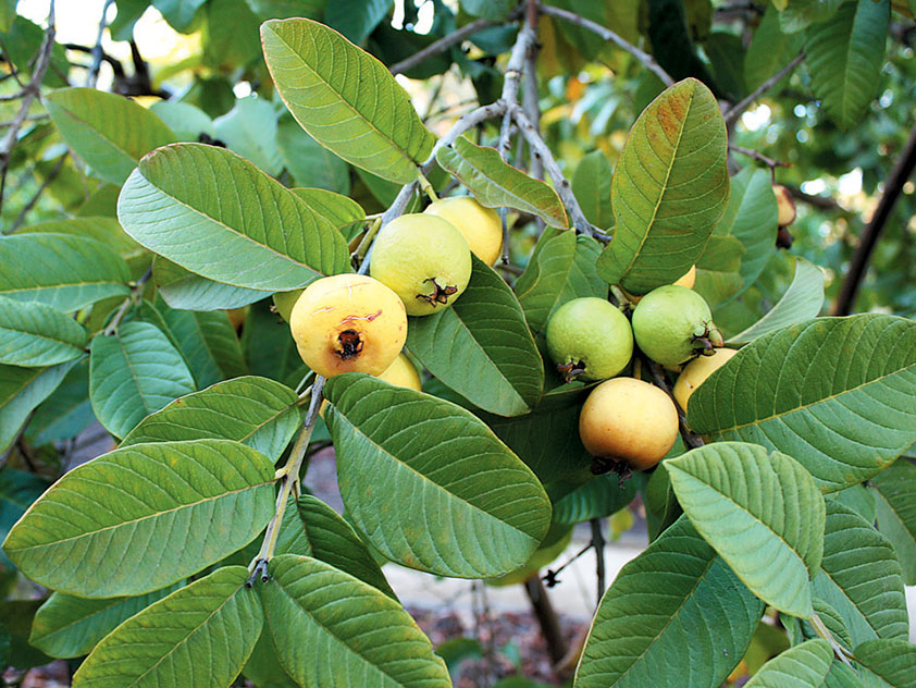 Гуаява: польза и вред
