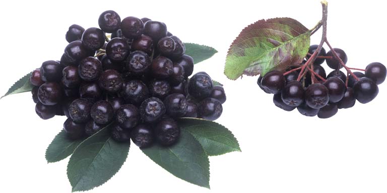 Черноплодная арония (рябина)