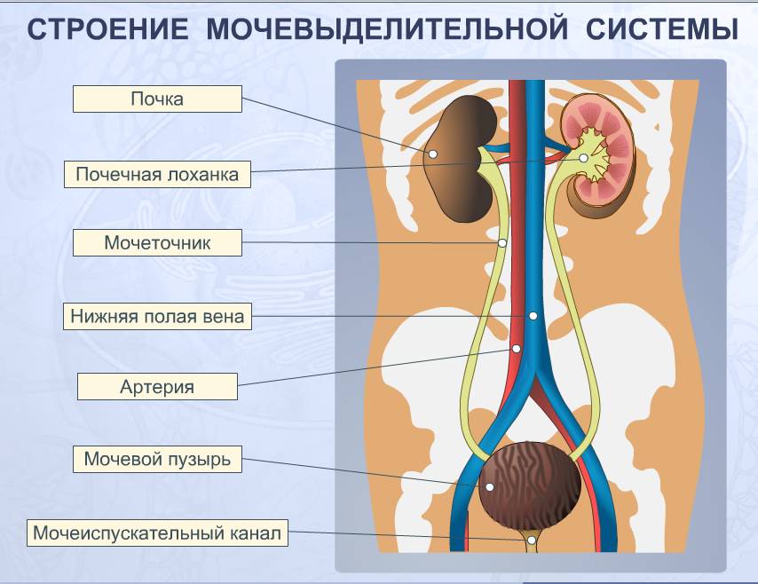 СТРОЕНИЕ МОЧЕВЫВОДЯЩЕЙ СИСТЕМЫ