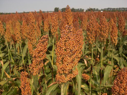 sorghum