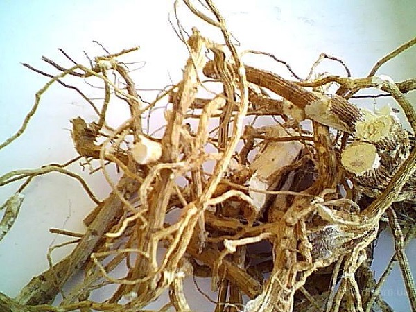 v-chem-polza-kornej-shipovnika