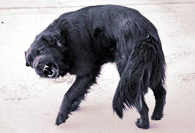 Симптомы бешенства у животных