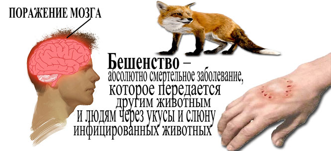 причины бешенства