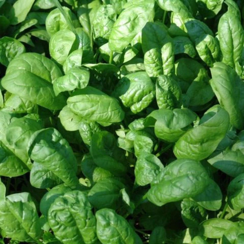 ciorba-de-spanac-xHdS0U