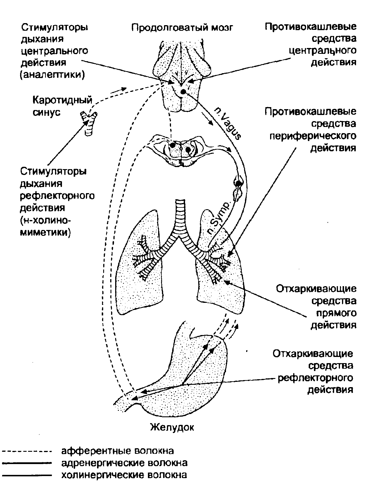 Отхаркивающие лекарственные средства при кашле