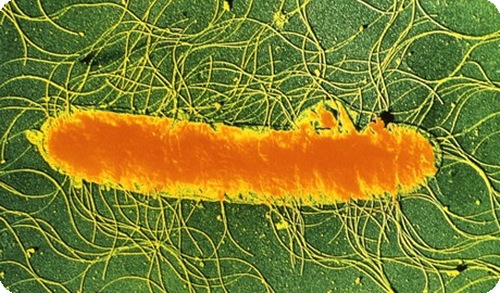 протейная инфекция