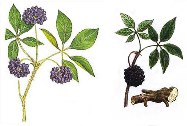 Элеутерококка