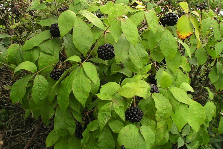 Элеутерококк