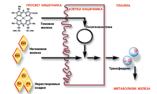 Особенности диеты при повышенном гемоглобине