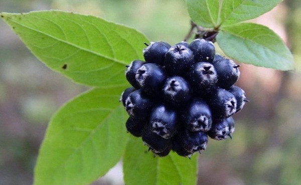 jeleuterokokk-koljuchij-1