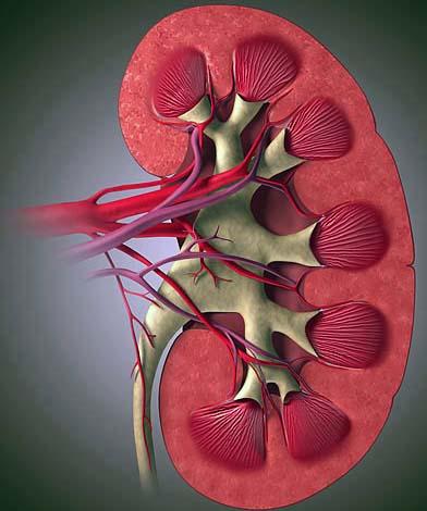 Причины развития нефритов