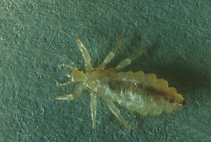 Платяные вши