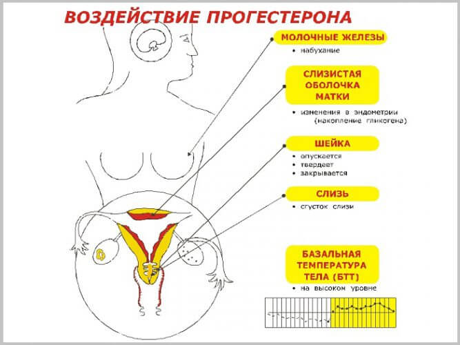 videlenia pri beremennosty