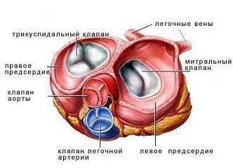 prolaps-mitralnogo-klapana_2