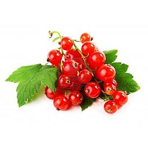 Красная смородина