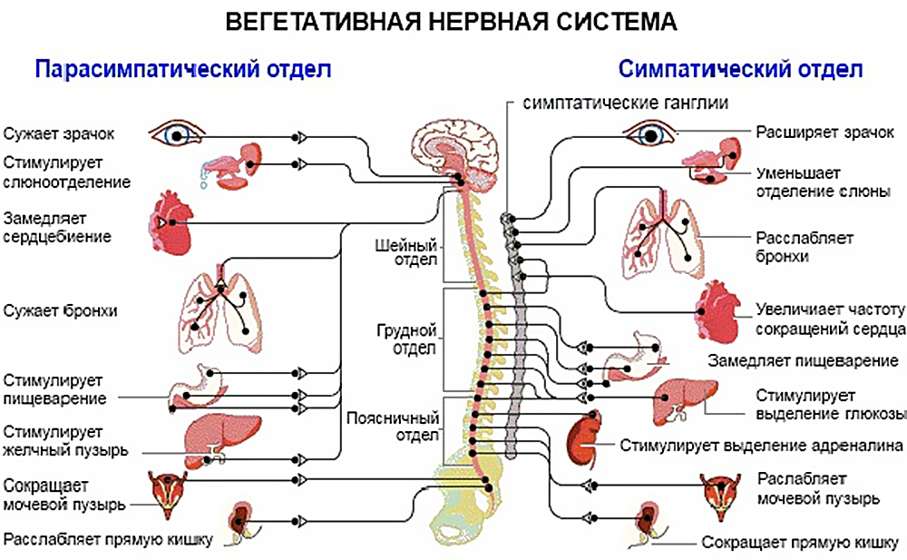 Головокружение, сонливость и слабость – вегетососудистая дистония