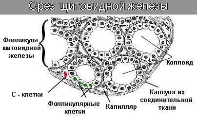 shitovidnaya sheleza