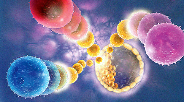 Клетки из пуповинной крови