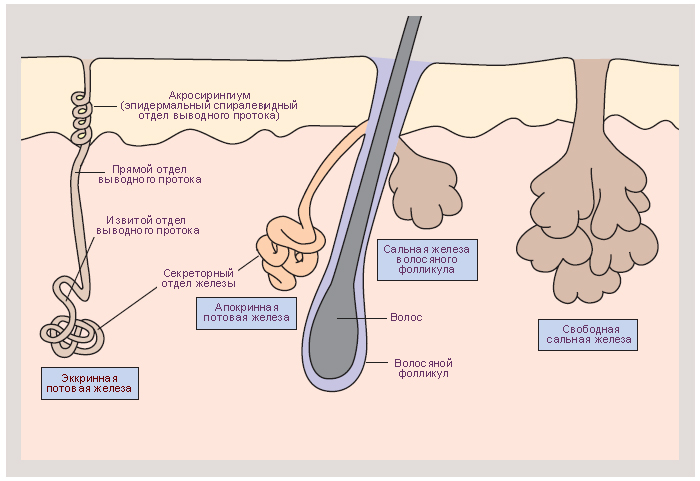 строение-потовых-желез1