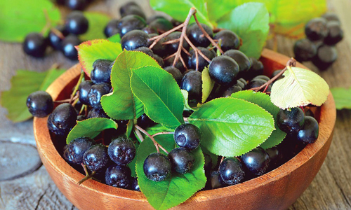 Черноплодная рябина Черноплодная рябина