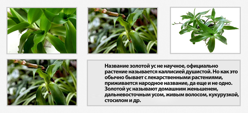 Другие названия растения Другие названия растения