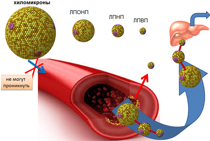 Движение ЛПВП и ЛПВП Движение ЛПВП и ЛПВП