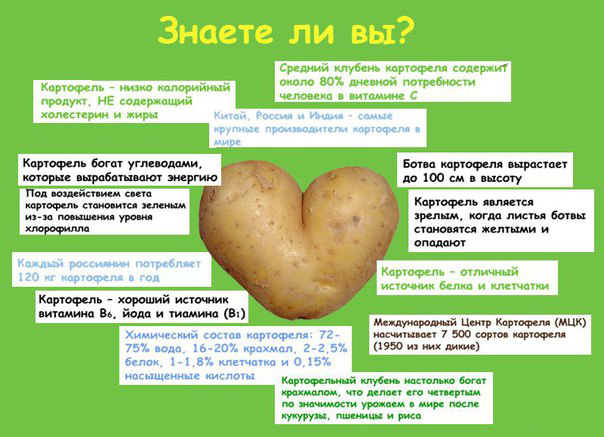 Факты о картофеле Факты о картофеле
