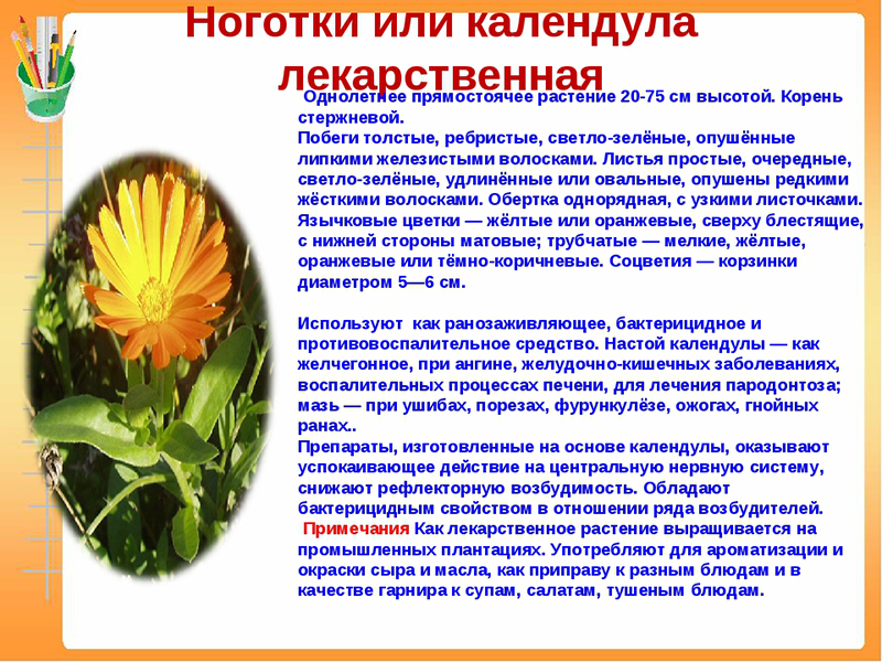 Календула лекарственная Календула лекарственная