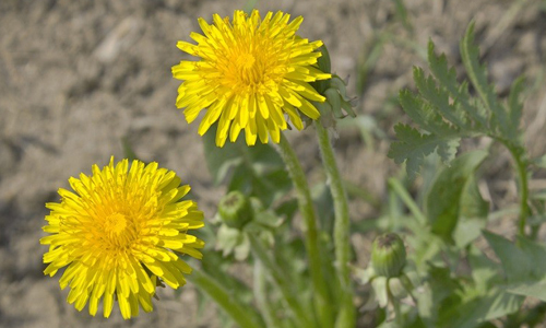 Лечебный одуванчик Лечебный одуванчик