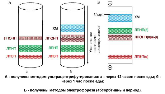 Липидограммы сыворотки крови человека Липидограммы сыворотки крови человека