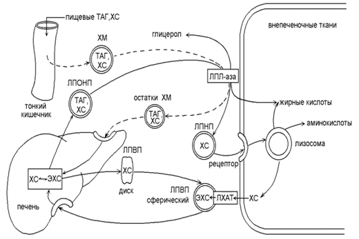 Липолиз липопротеинов Липолиз липопротеинов