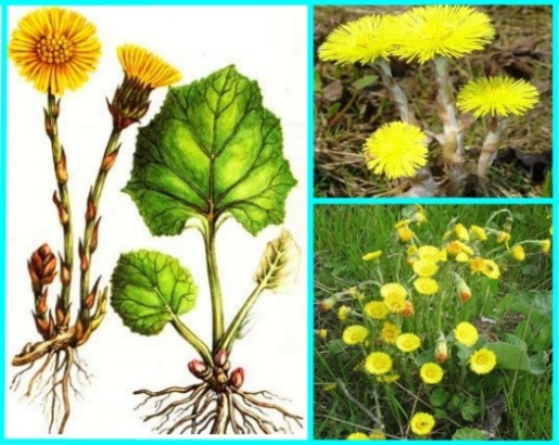 Мать-и-мачеха Мать-и-мачеха