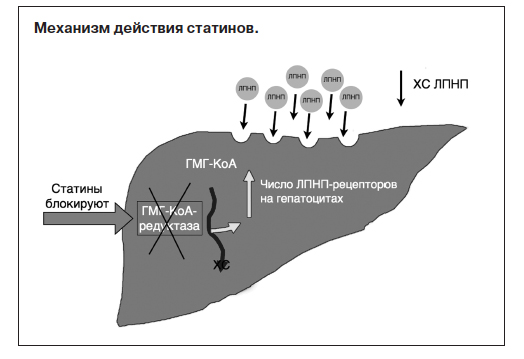Механизм действия статинов Механизм действия статинов