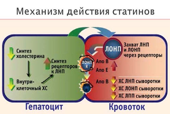 Механизм действия статинов Механизм действия статинов