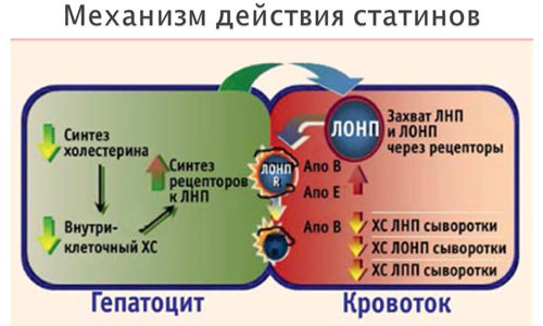 Механизм действия статинов Механизм действия статинов