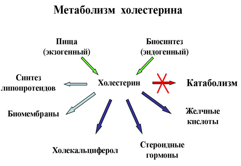 Метаболизм холестерина Метаболизм холестерина
