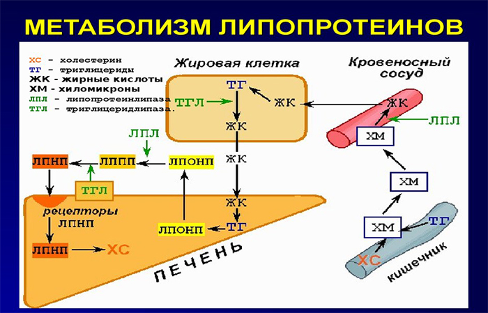 Метаболизм липопротеинов Метаболизм липопротеинов