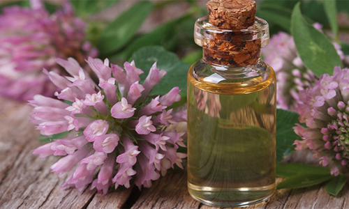 Настойка клевера Настойка клевера